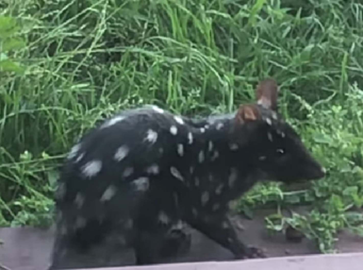 Quoll photo for internet 1